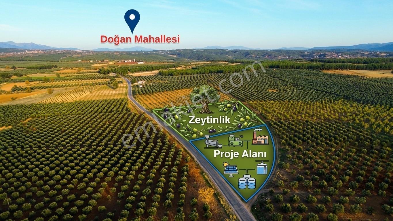 Lobby Fortis'ten Kale'de 13.405 M2 Projeli Ruhsatlı Zeytinlik - Görsel 5