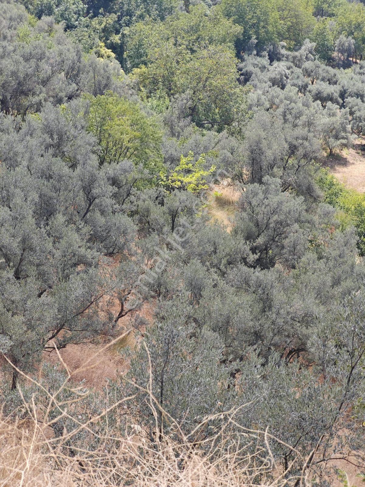 Lider Emlakdoan Bursa Orhangazi Yeniköy Mah.satılık İmarlı 5830m2 Zeytinlik - Görsel 7