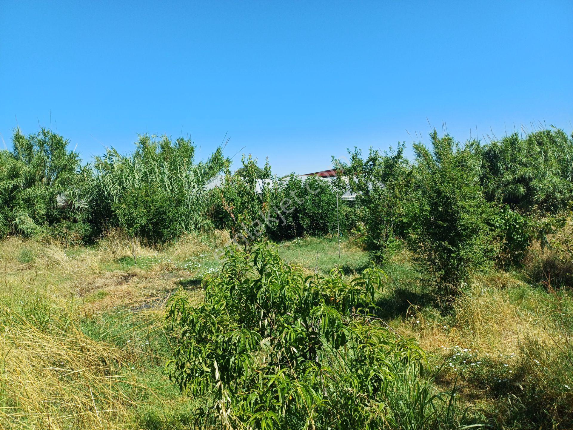 İzmir Menderes Çilemede 1+1 Evi 900 M2 Arsa İçinde Elektrik Su - Görsel 34