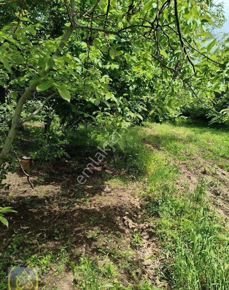 Sandıklı İlçesi Karacaören De Satılık Köy İçi Meyve Bahçesii - Görsel 7