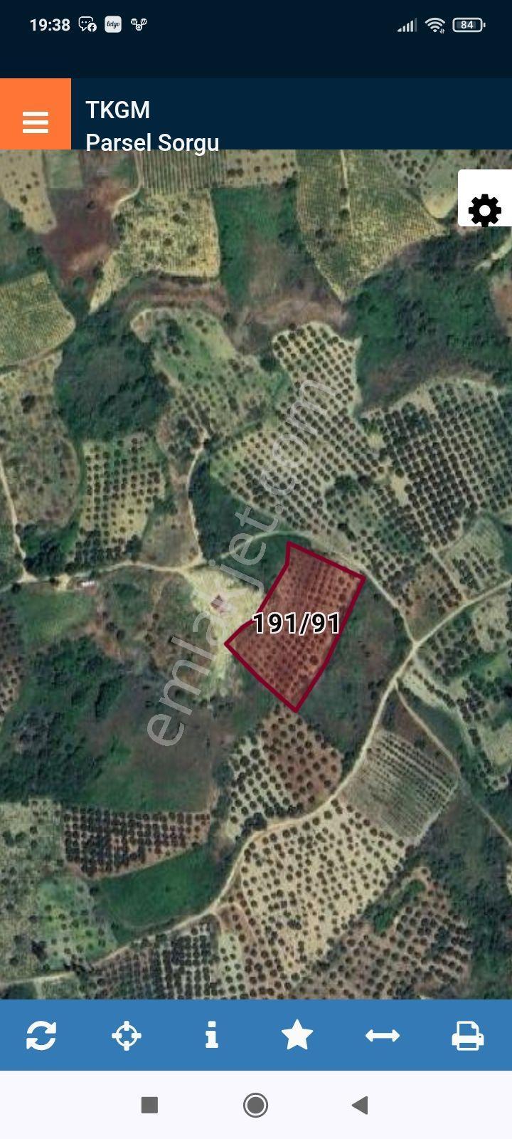 Sahibinden 4500 M2 Zeytinlik Deniz Manzaralı - Görsel 5
