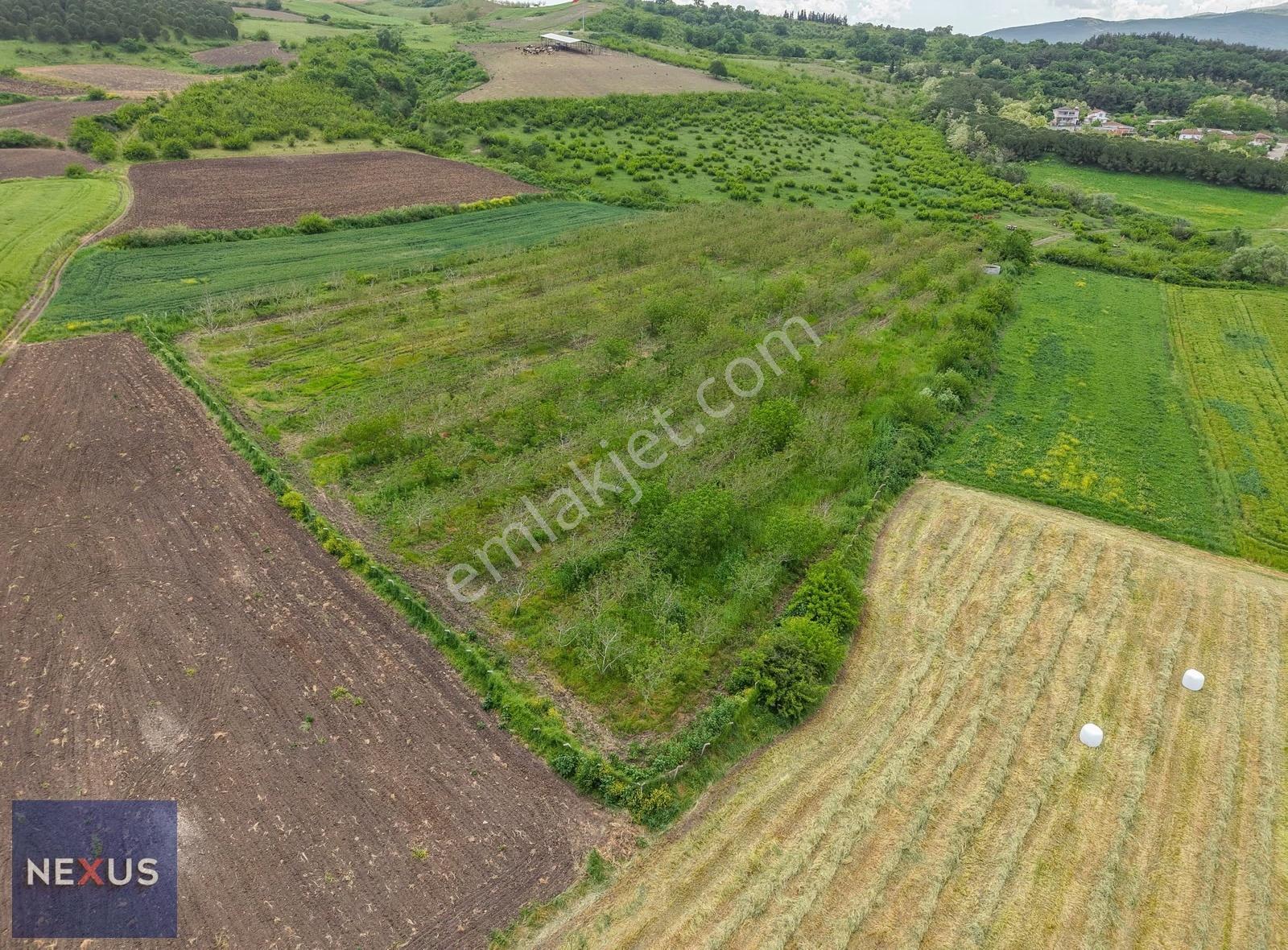 Balıkesir Manyas Çamlı'da Satılık 20.700 M² Yetişkin Ceviz Bahçe - Görsel 12