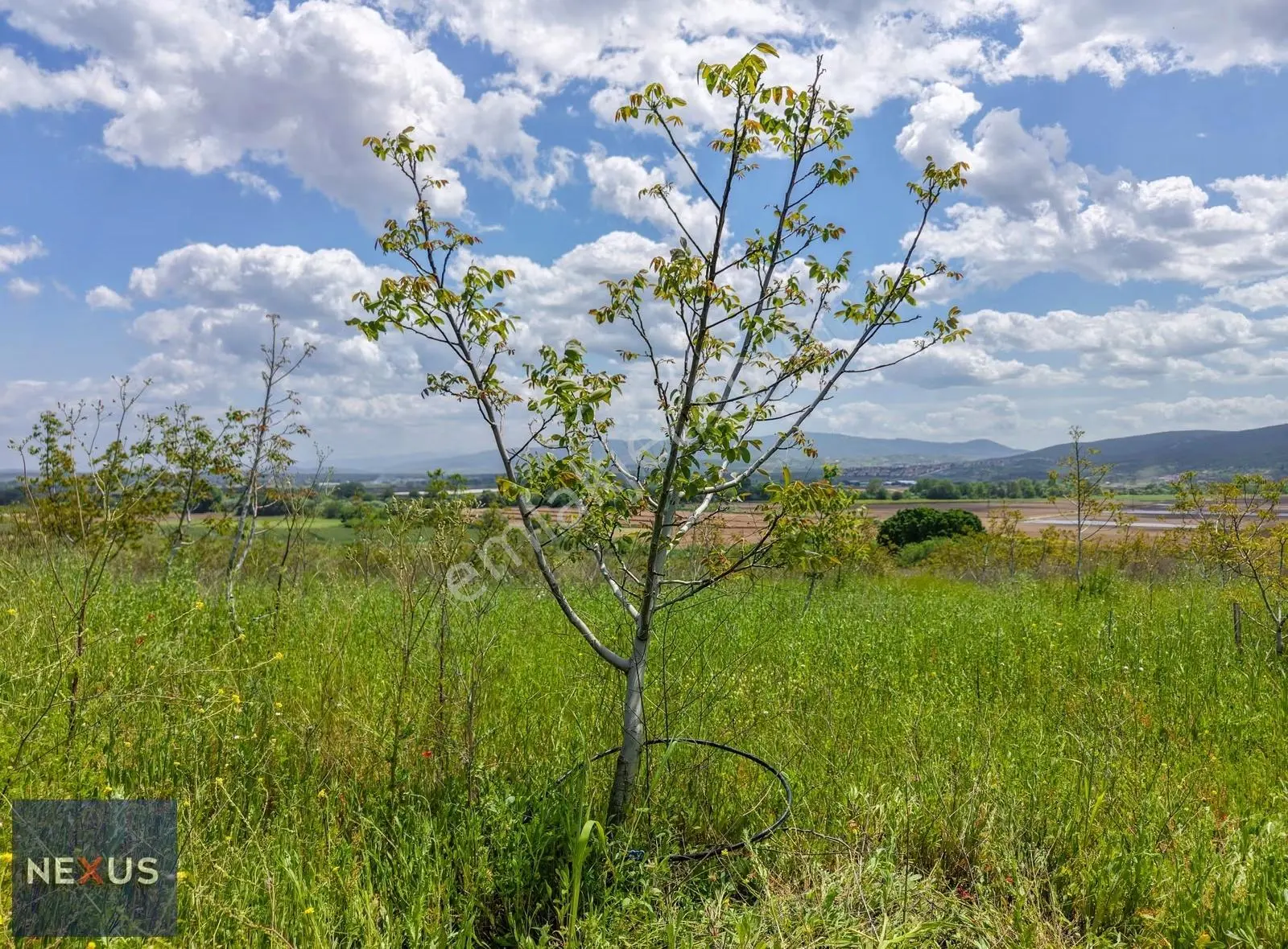 Balıkesir Manyas Kızık'da Satılık 19.191,20 M² Ceviz Bahçesi - Görsel 5