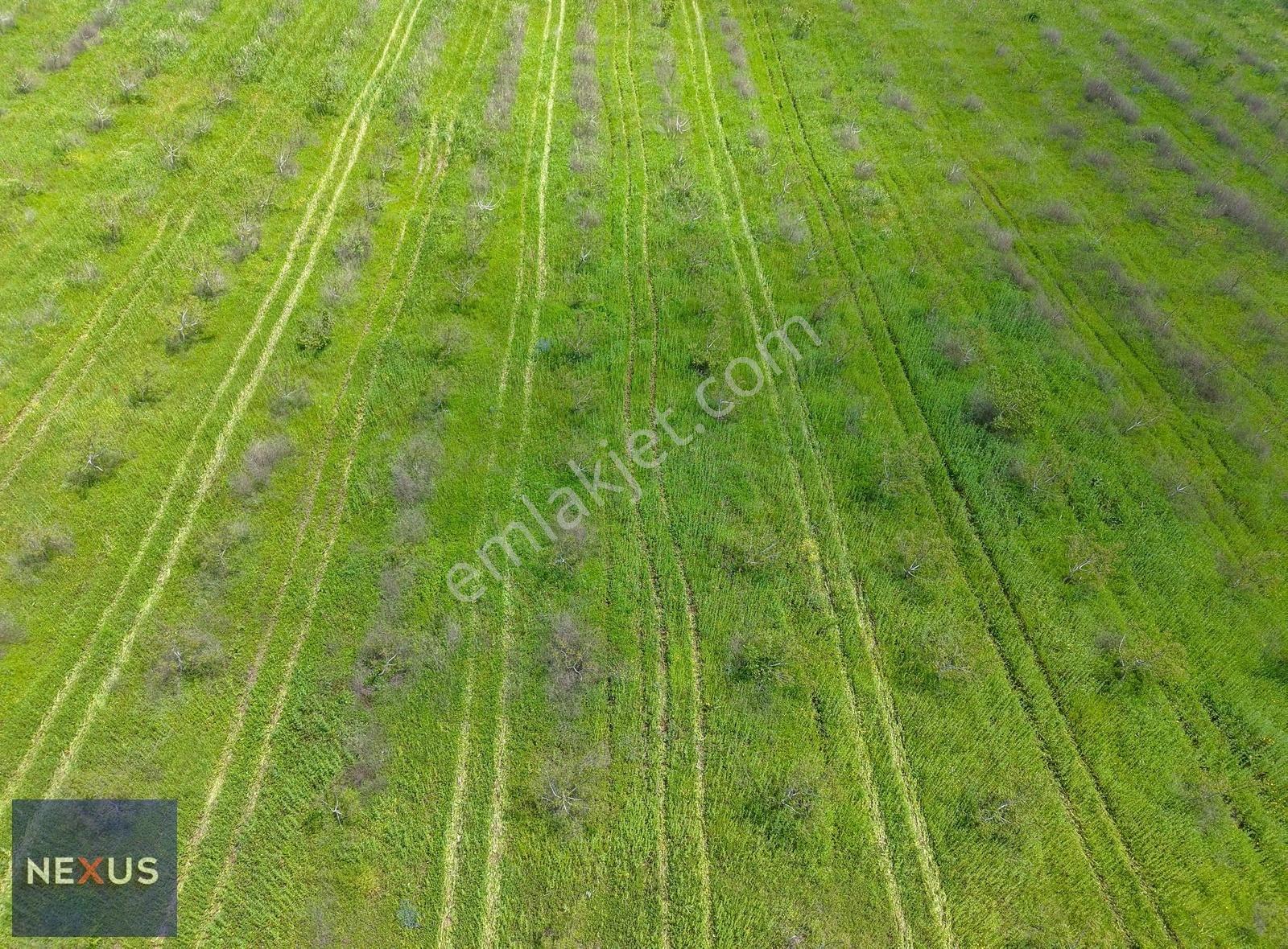 Balıkesir Manyas Kızık'da Satılık 19.191,20 M² Ceviz Bahçesi - Görsel 9