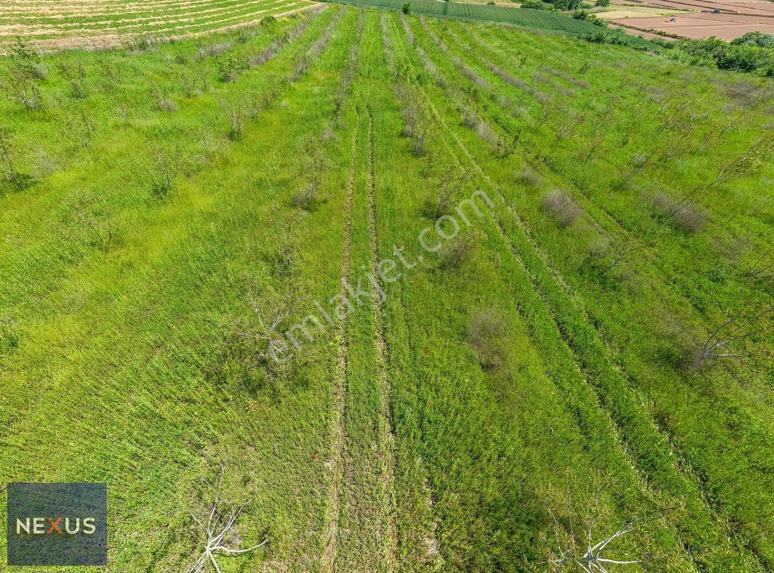 Balıkesir Manyas Kızık'da Satılık 19.191,20 M² Ceviz Bahçesi - Görsel 28