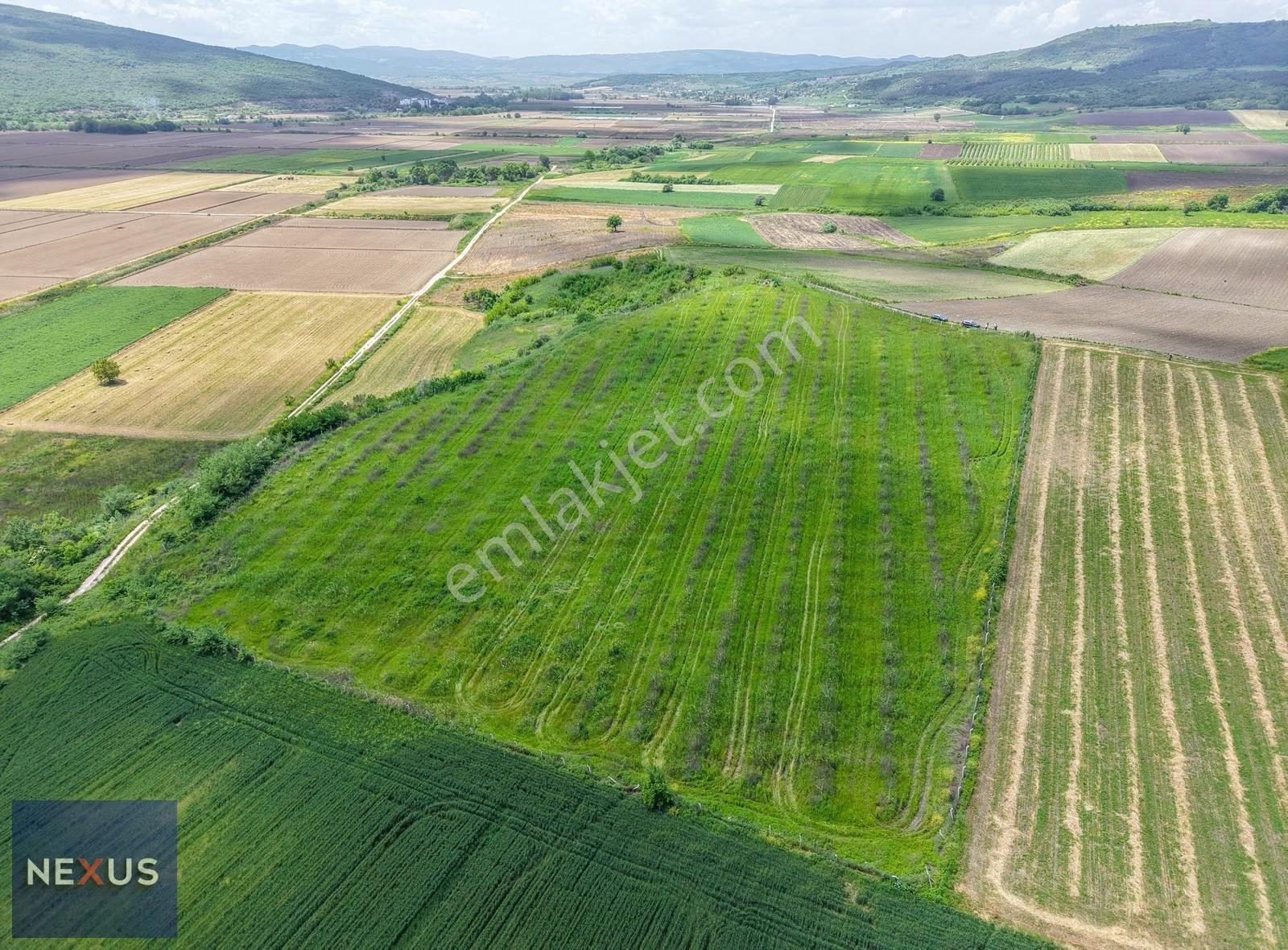 Balıkesir Manyas Kızık'da Satılık 19.191,20 M² Ceviz Bahçesi - Görsel 17