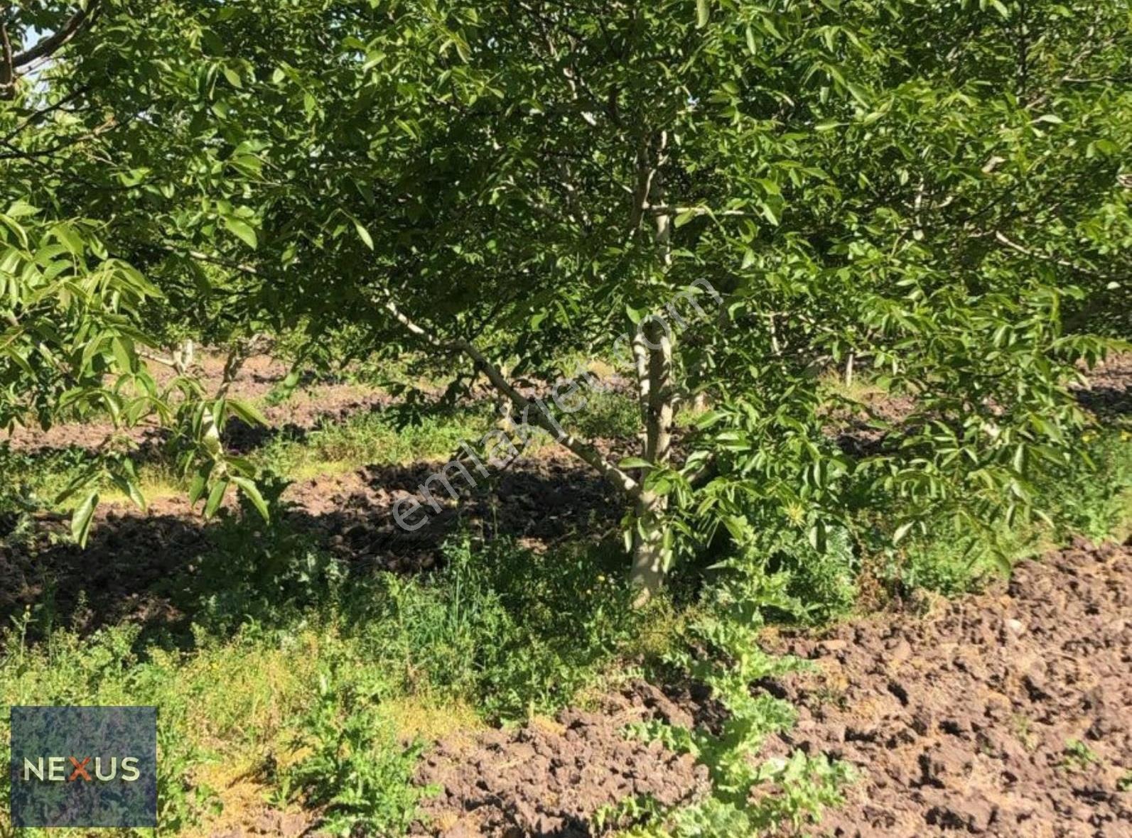 Balıkesir Manyas Hacı Yakuplu'da Satılık 24.300 M² Ceviz Bahçesi - Görsel 6