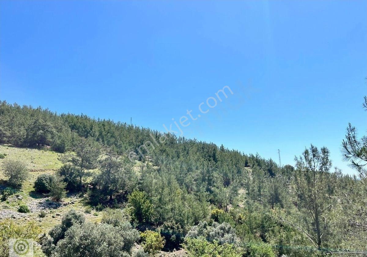 Milas Kayadere De Çeşmeli, Zeytin Ağaçlı 20.245 M² 'yatırımlık Tarla - Görsel 6