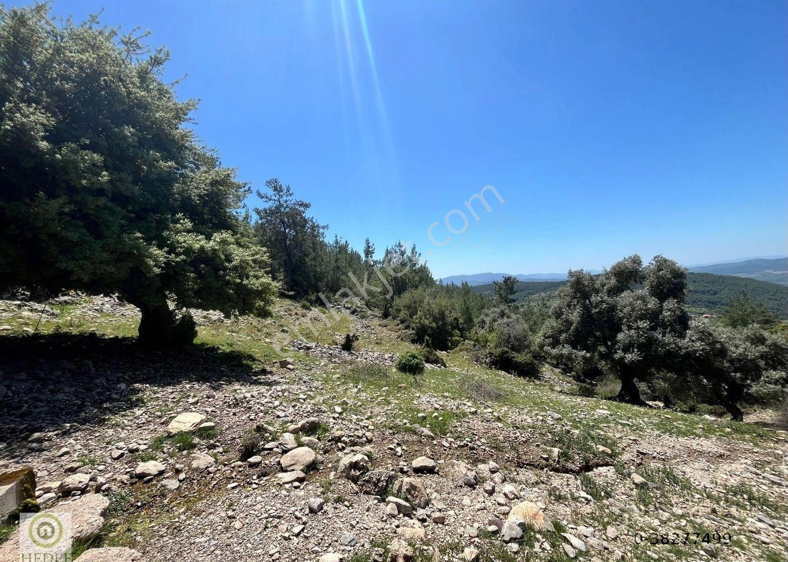 Milas Kayadere De Çeşmeli Zeytin Ağaçlı 20,245 M² Yatırımlık Tarla - Görsel 8