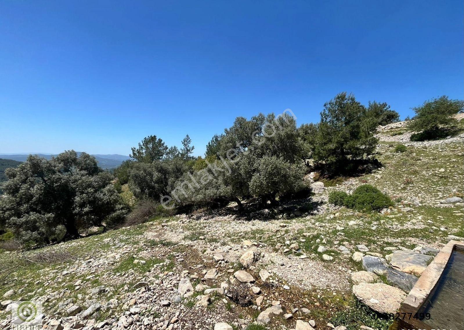 Milas Kayadere De Çeşmeli Zeytin Ağaçlı 20,245 M² Yatırımlık Tarla - Görsel 11
