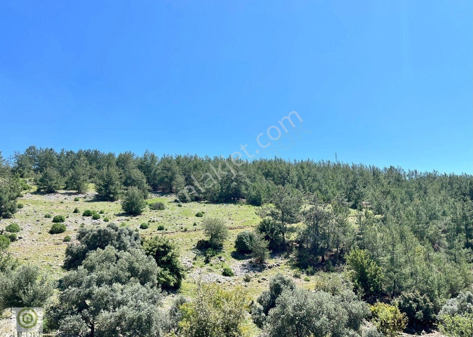Milas Kayadere De Çeşmeli Zeytin Ağaçlı 20,245 M² Yatırımlık Tarla - Görsel 6