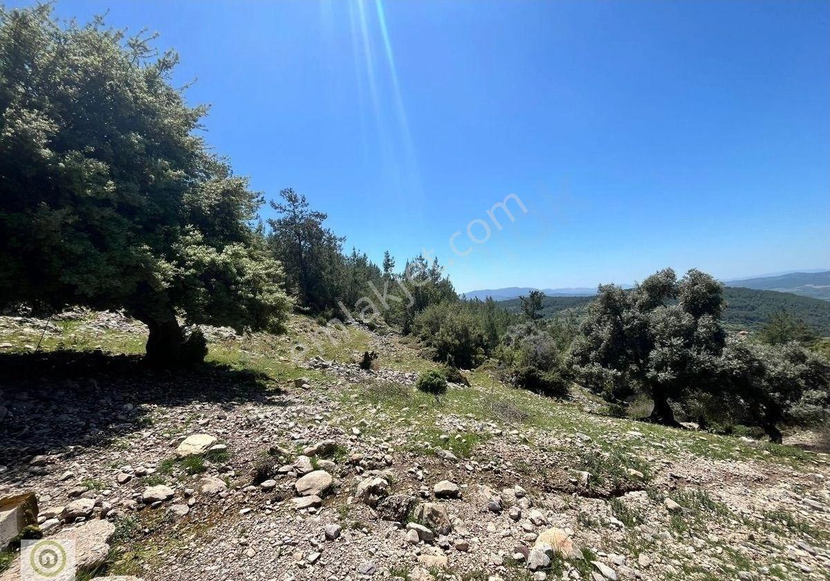 Milas Kayadere De Çeşmeli, Zeytin Ağaçlı 20.245 M² 'yatırımlık Tarla! - Görsel 12