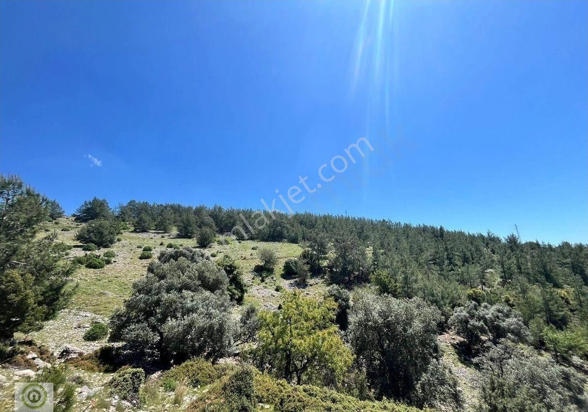 Milas Kayadere De Çeşmeli, Zeytin Ağaçlı 20.245 M² 'yatırımlık Tarla! - Görsel 6