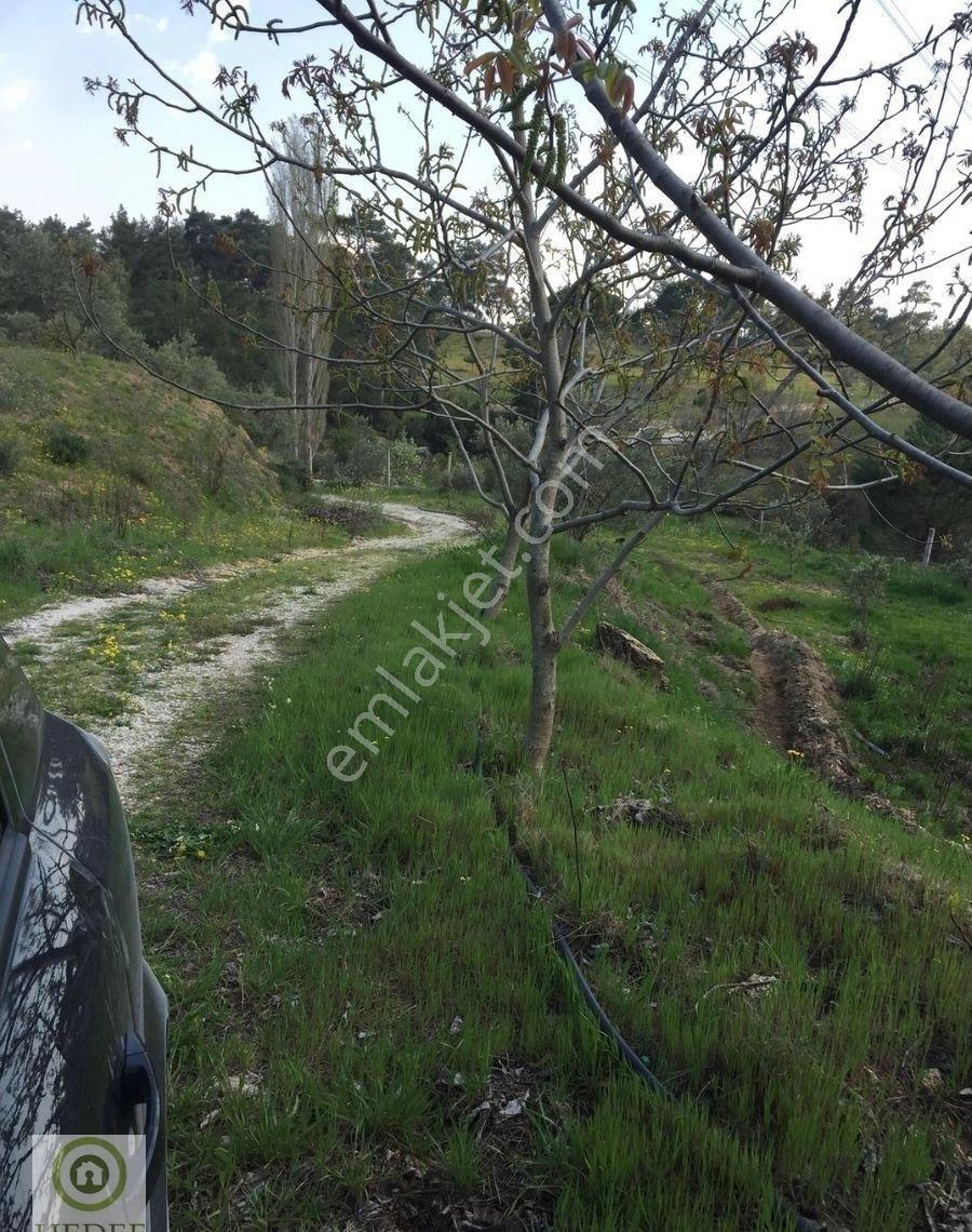 Aydın / Karpuzlu / Bodrum’a Açılan Kapı! 10,862 M² Özel Arazi İçinde Lüks Yaşam Alanı - Görsel 4