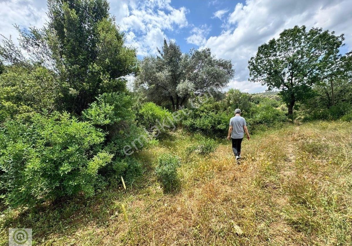 Milas Kalınağıl’da Merkezi Konumda 2.330 M² Satılık Tarla - Görsel 13