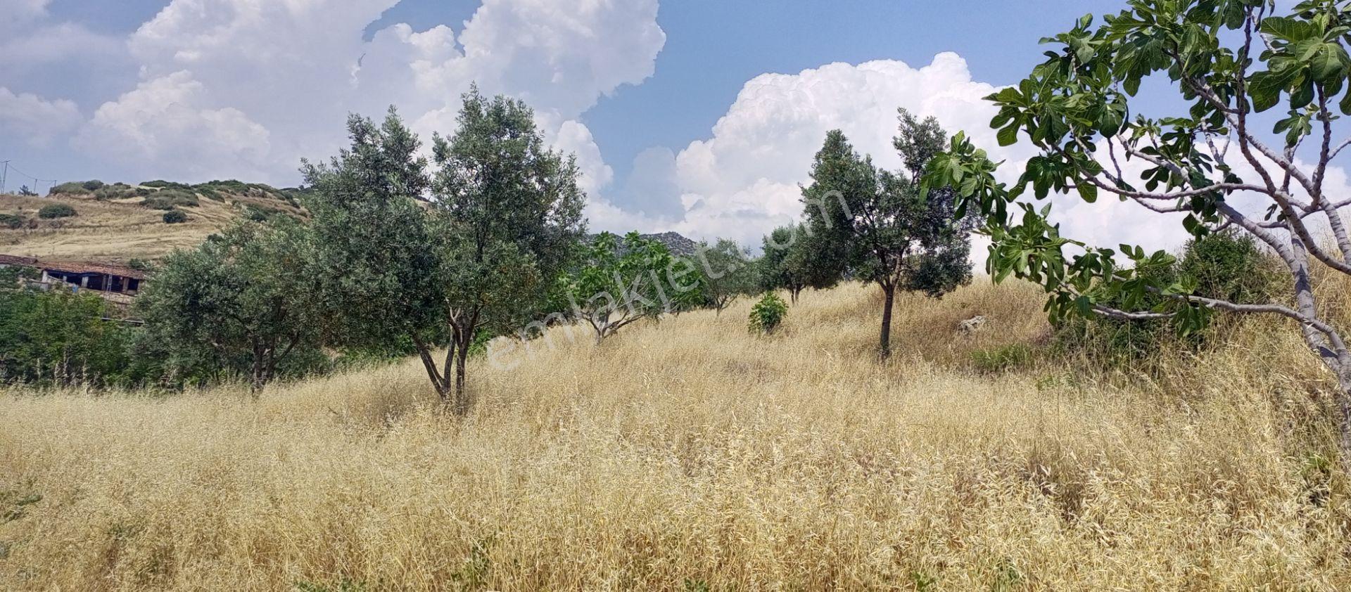 Ödemiş Uzundere Köşe Parsel, Elektrik Ve Şebeke Suyu Dibinde Olan, Tek Tapu 2355m2 Arazimiz Satılık - Görsel 20