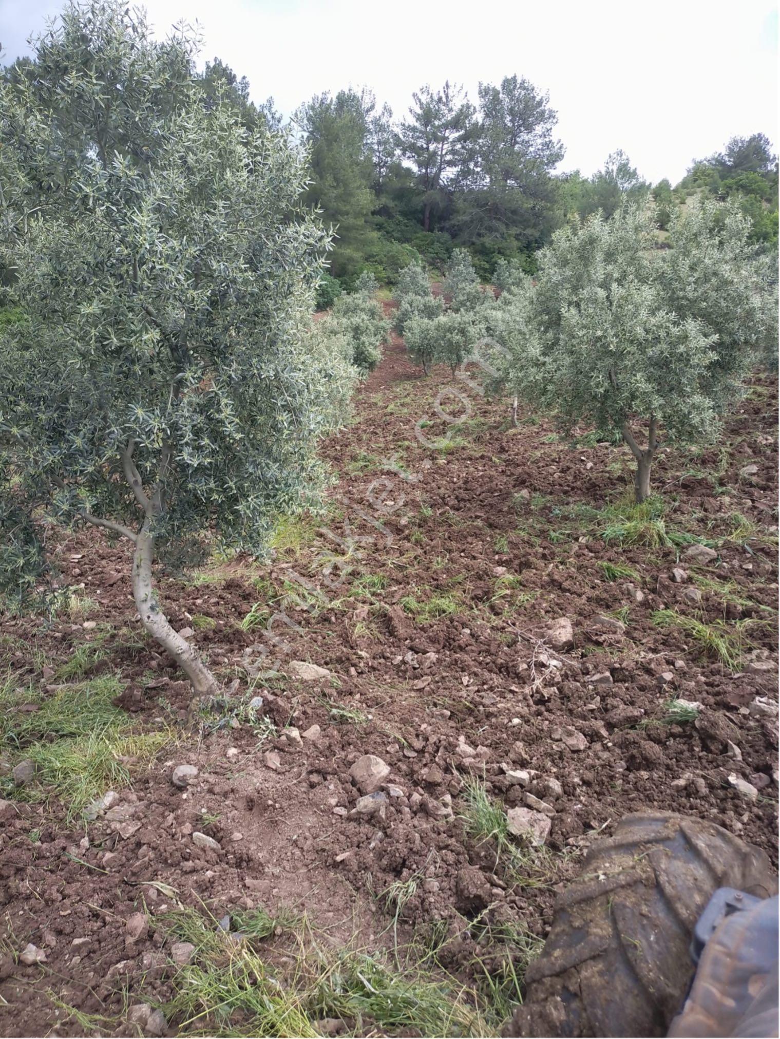 Hanpaşa Mh Satılık Zeytinlik - Görsel 9