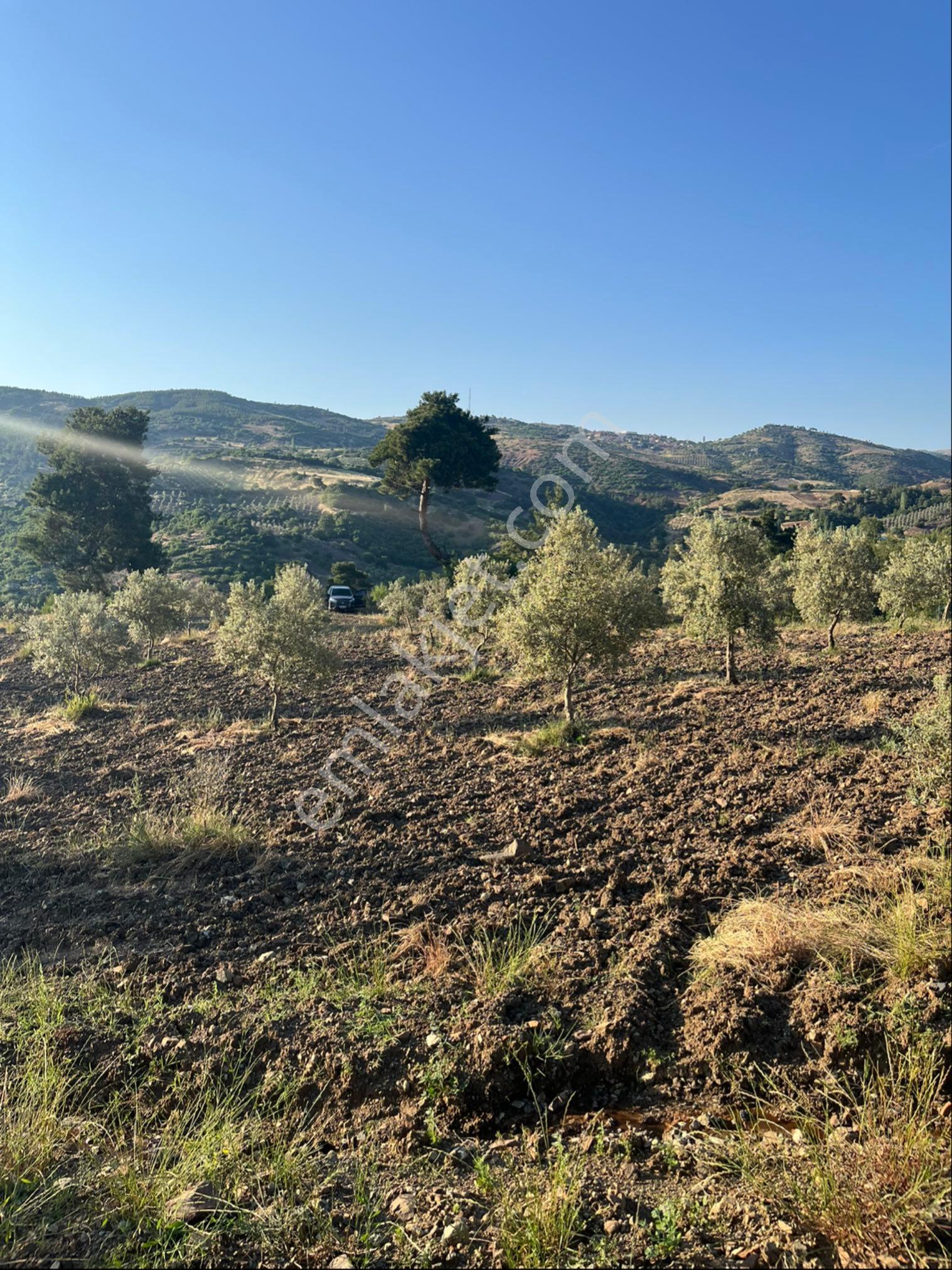 Hanpaşa Mh Satılık Zeytinlik - Görsel 2