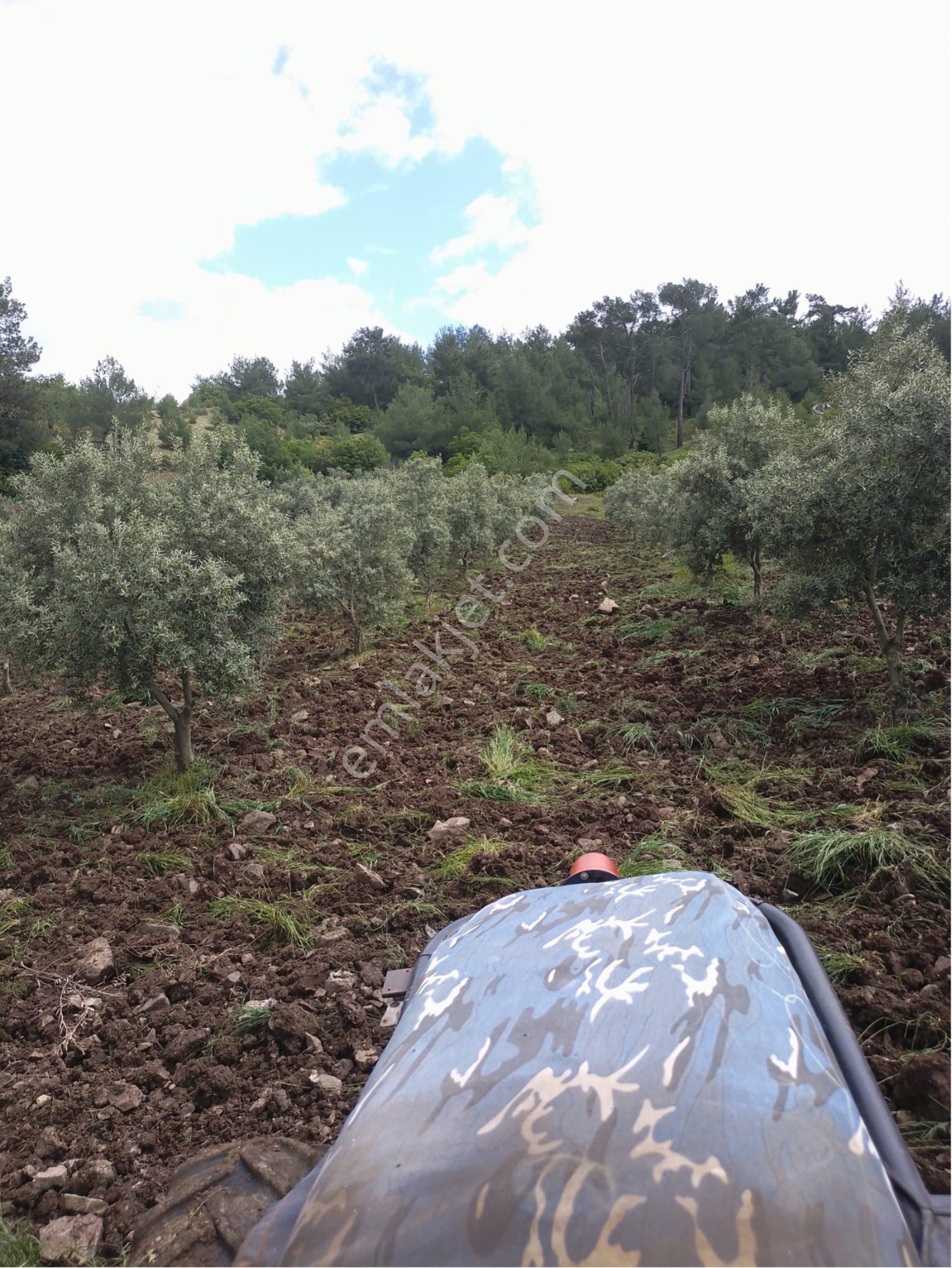 Hanpaşa Mh Satılık Zeytinlik - Görsel 7