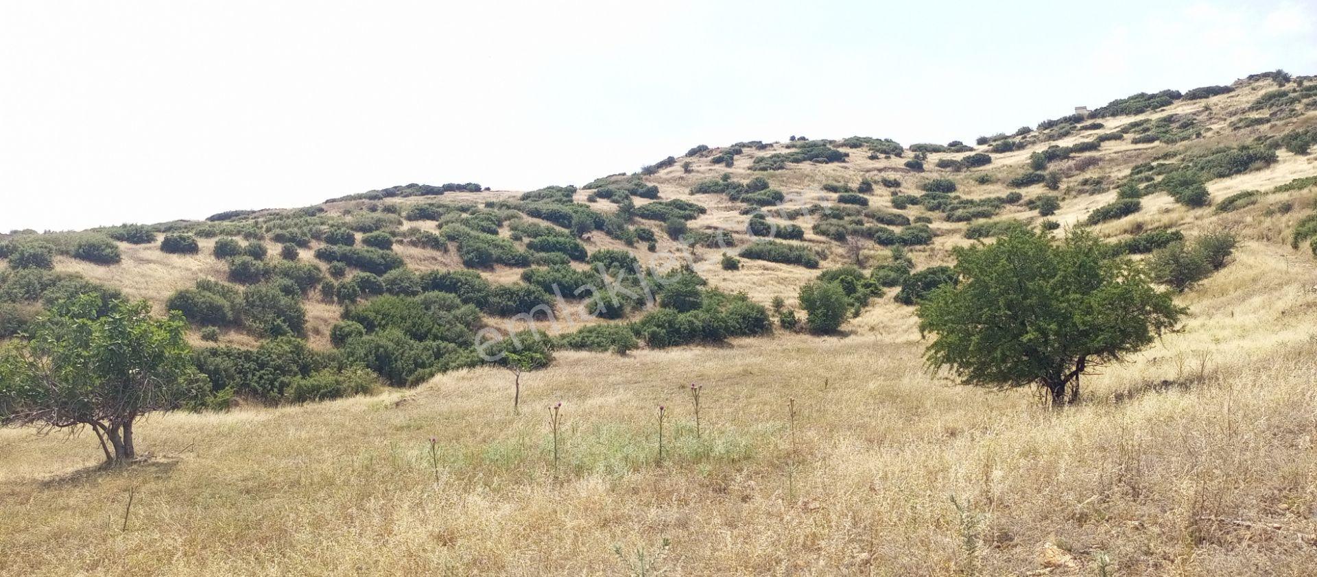 Ödemiş Uzundere'de Tek Tapu Müstakil Parsel 10.100m2 Yolu Olan Arazimiz Satılıktır - Görsel 18