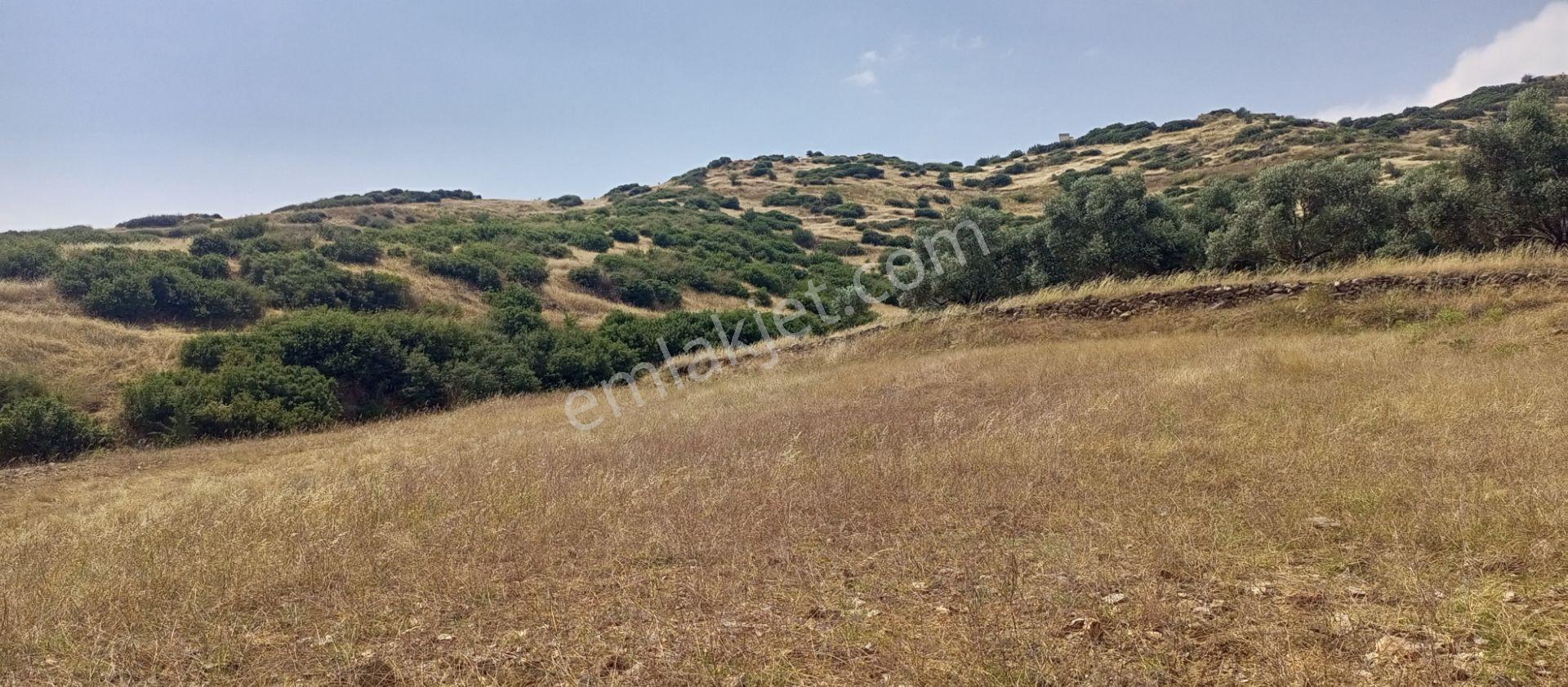 Ödemiş Uzundere'de Tek Tapu Müstakil Parsel 10.100m2 Yolu Olan Arazimiz Satılıktır - Görsel 15