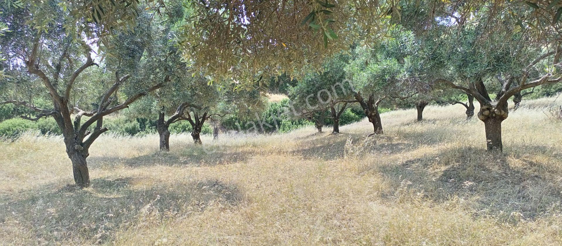 Ödemiş Uzundere'de Tek Tapu Müstakil Parsel 10.100m2 Yolu Olan Arazimiz Satılıktır - Görsel 12