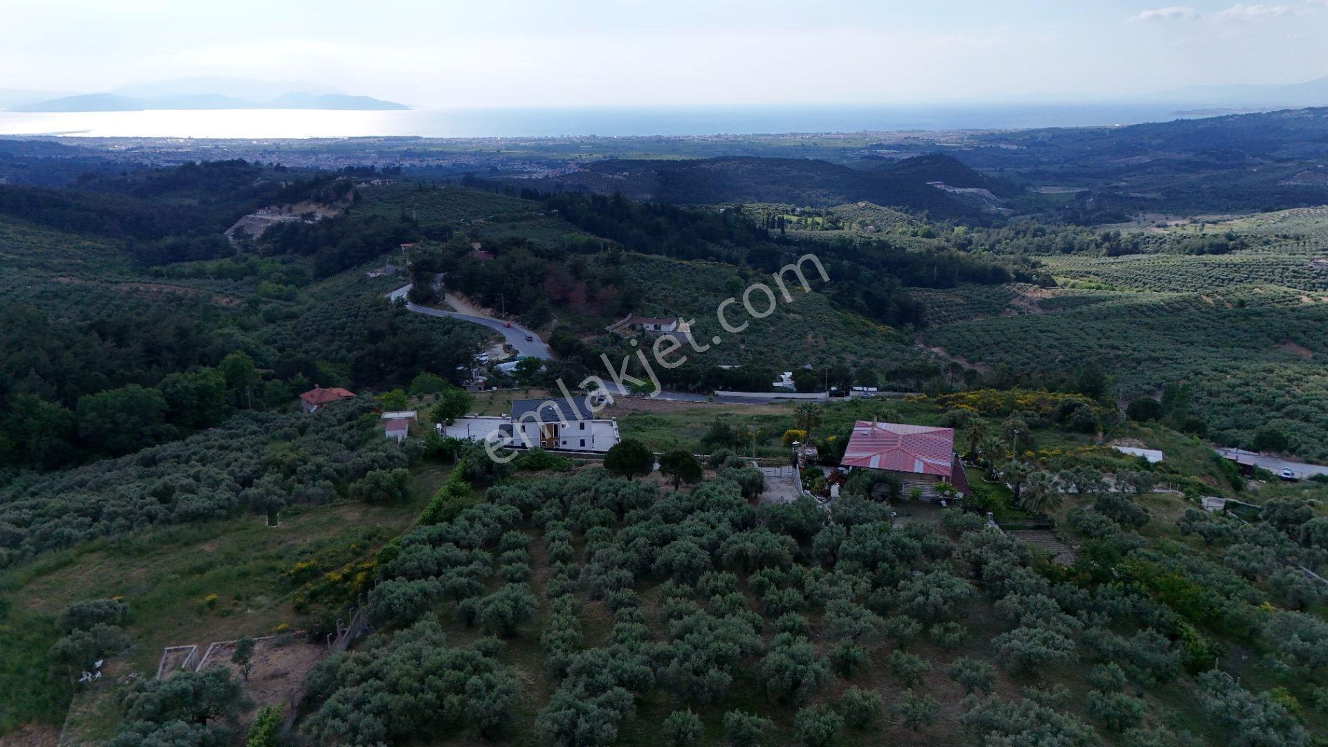 Söke Ağaçlı’da Panoramik Deniz Manzaralı Zeytinlik Ve Bağ - Görsel 2