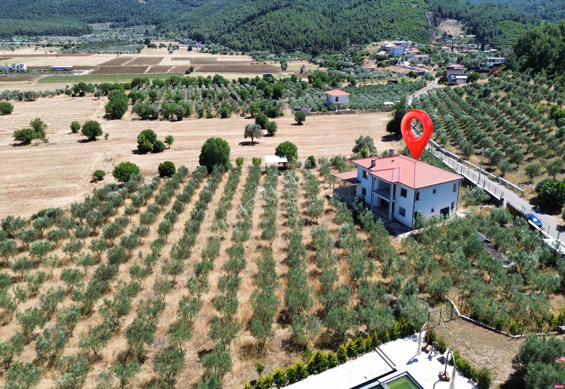 Urla Nohutalan'da 10.478 M² Zeytinlik Ve Mevcut Yapı - Görsel 6