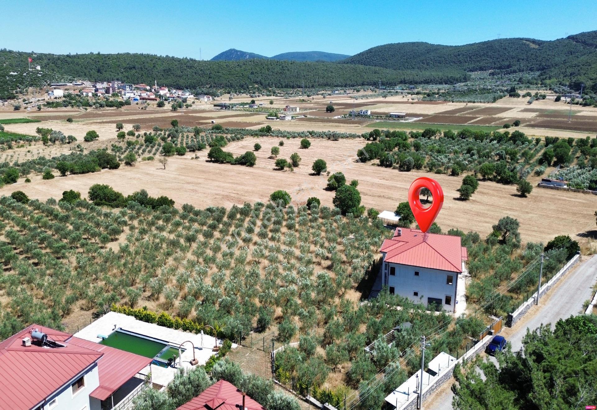 Urla Nohutalan'da 10.478 M² Zeytinlik Ve Mevcut Yapı - Görsel 10