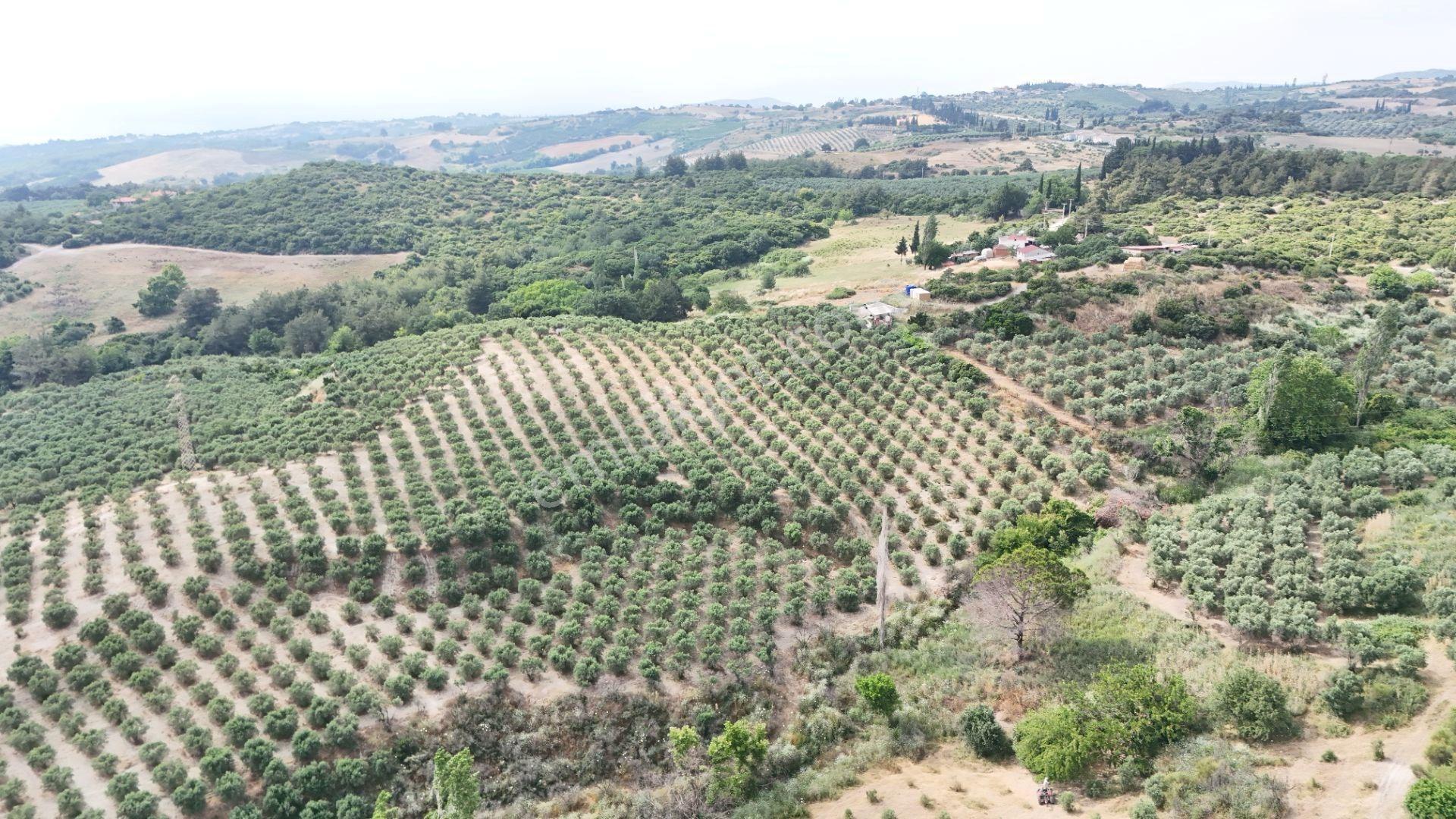 Kuşadası Caferli'de 37.690 M² Tarla - Görsel 4
