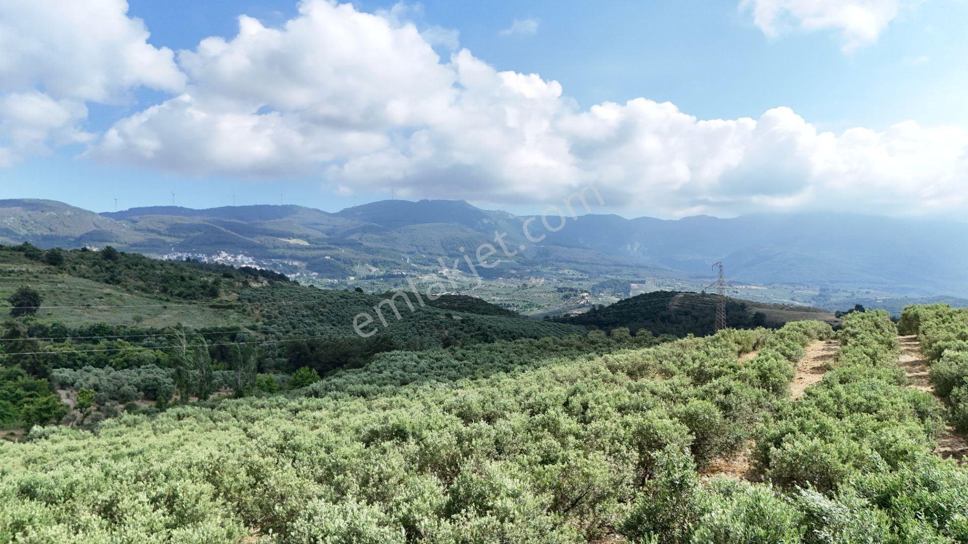 Kuşadası Caferli'de 37.690 M² Tarla - Görsel 11