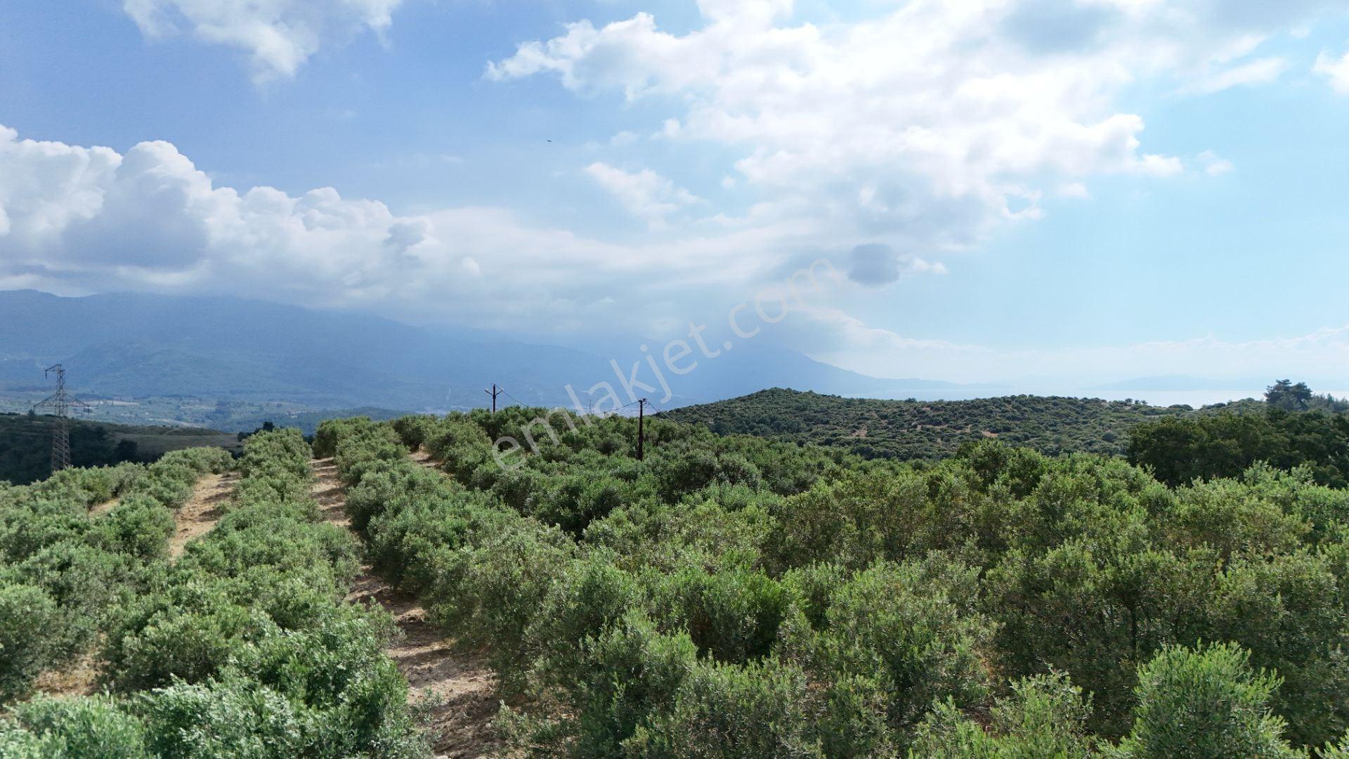 Kuşadası Caferli'de 37.690 M² Tarla - Görsel 10