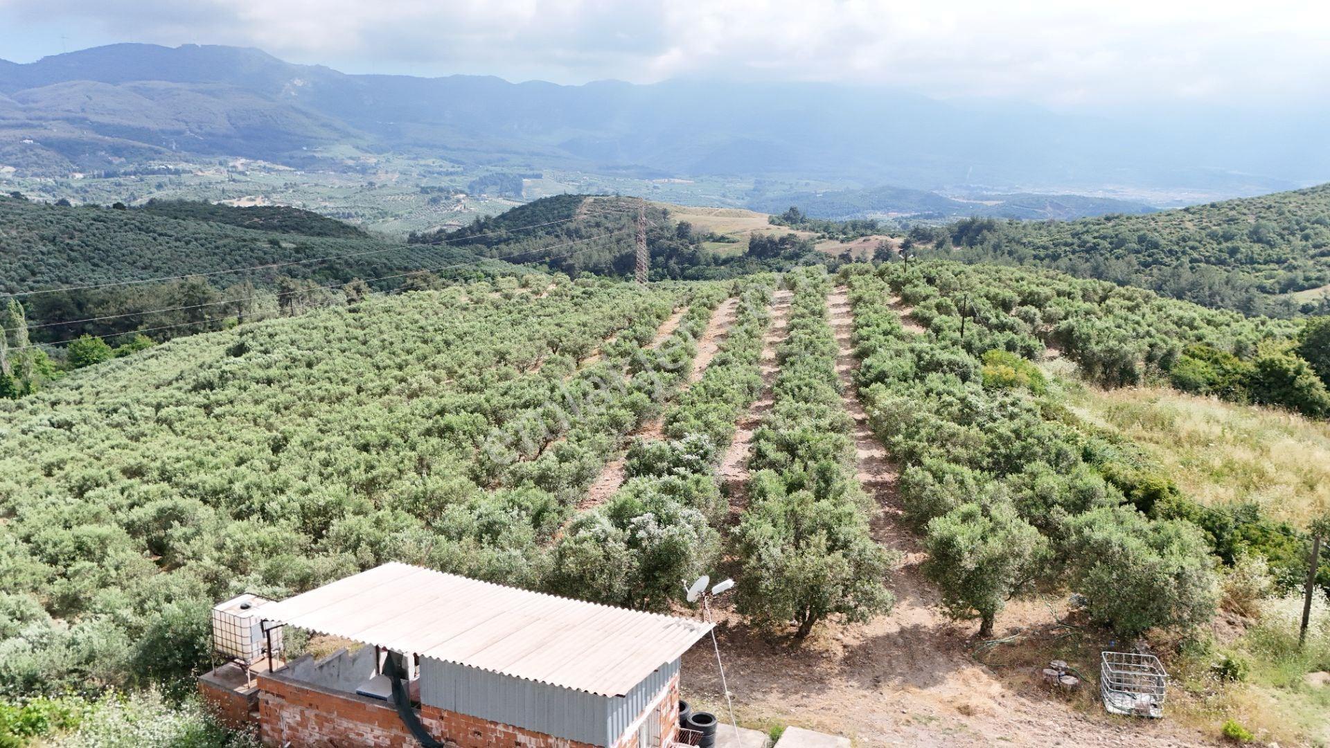 Kuşadası Caferli'de 37.690 M² Tarla - Görsel 14