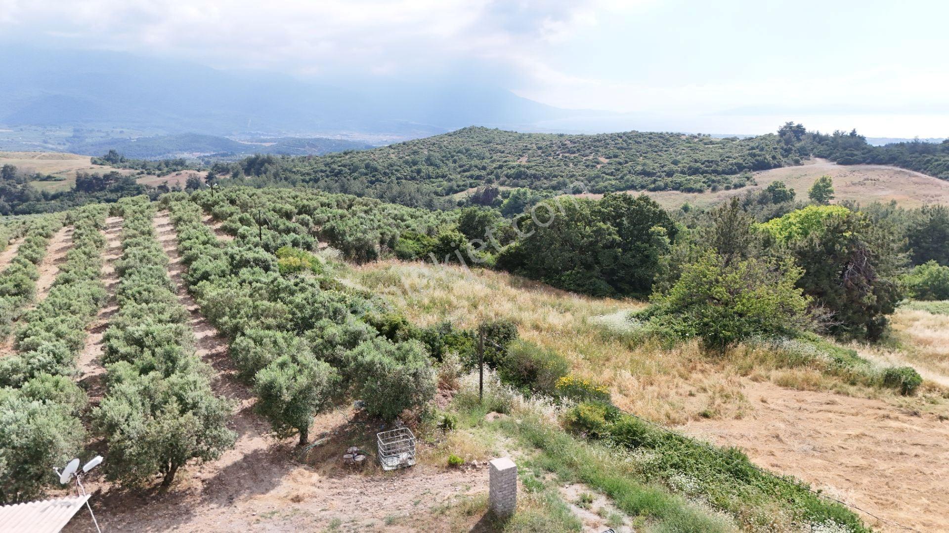 Kuşadası Caferli'de 37.690 M² Tarla - Görsel 15