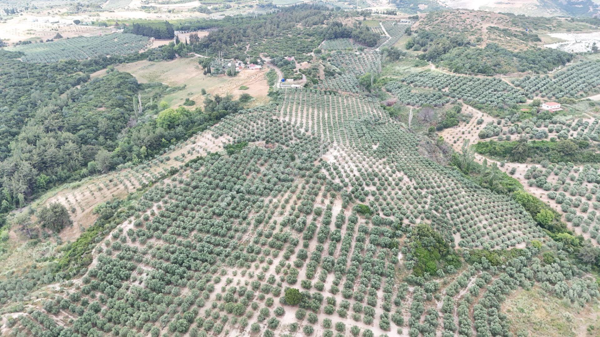 Kuşadası Caferli'de 37.690 M² Tarla - Görsel 17