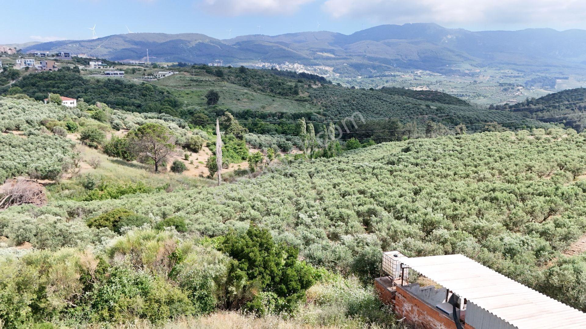Kuşadası Caferli'de 37.690 M² Tarla - Görsel 13
