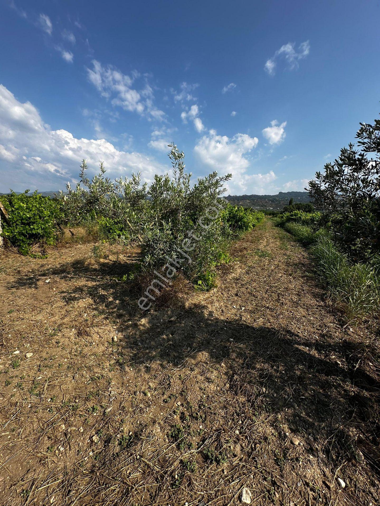 Turgutlu Satılık Bağ Avşar Mah 940m2 Hisseli El Birliği Bozulmuş Tapusu Ayrı - Görsel 8