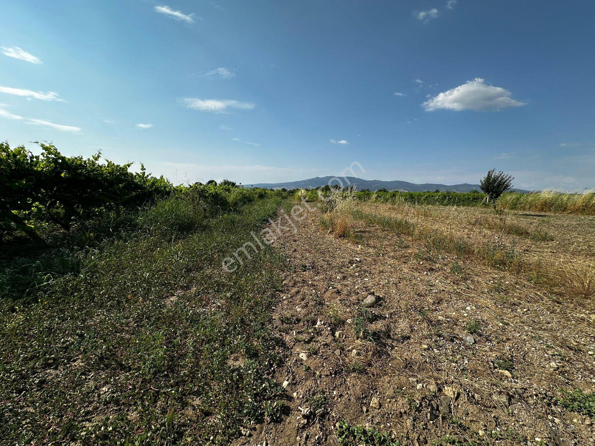 Turgutlu Satılık Bağ Avşar Mah 940m2 Hisseli El Birliği Bozulmuş Tapusu Ayrı - Görsel 10