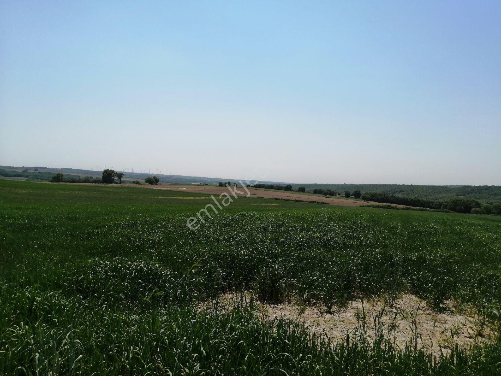 Ege Gayrimenkulden Büyükçavuşluda 9500 M2 Arazi - Görsel 5