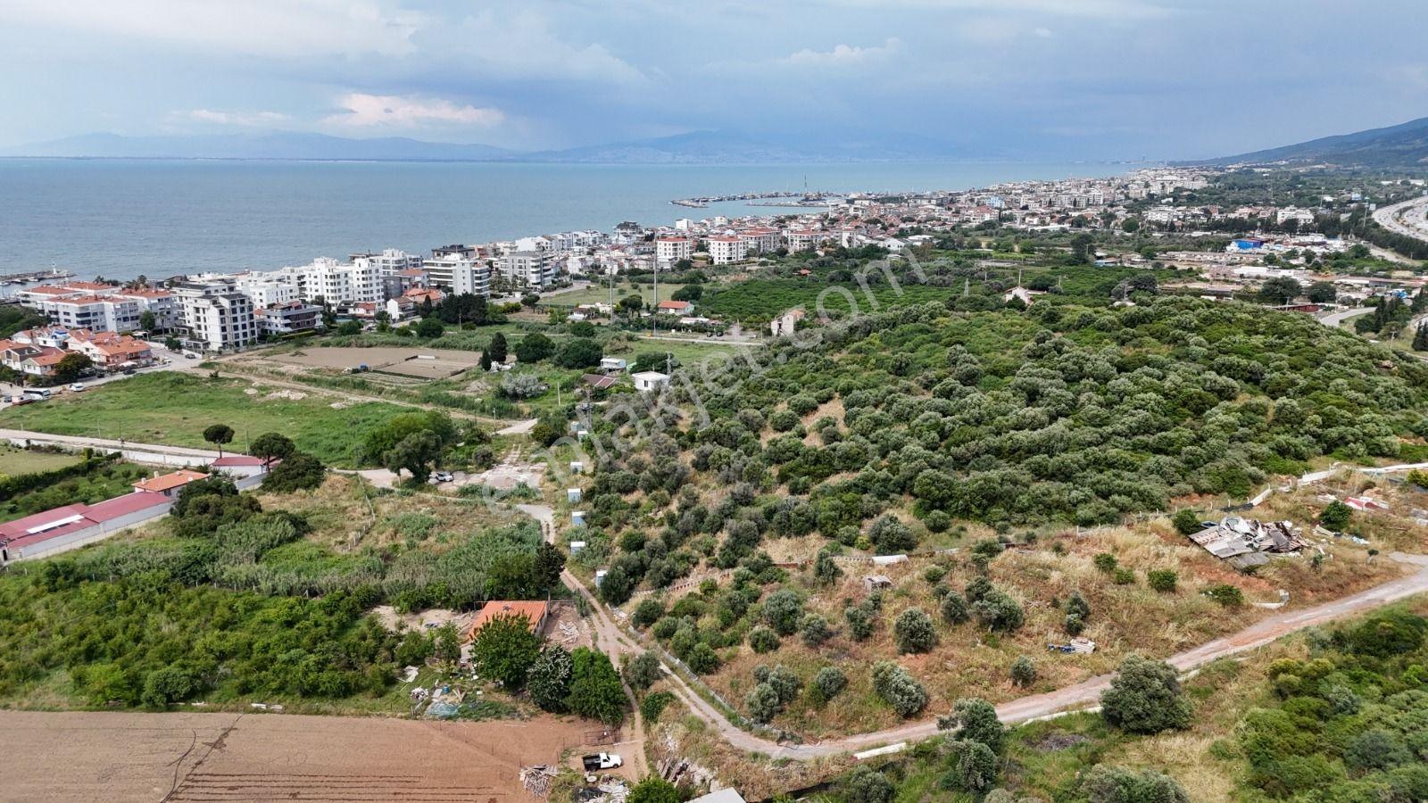 Güzelbahçe Siteler'de 3.386 M² Deniz Yakını Zeytinlik - Görsel 10