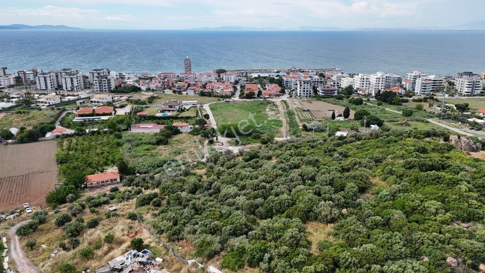 Güzelbahçe Siteler'de 3.386 M² Deniz Yakını Zeytinlik - Görsel 9