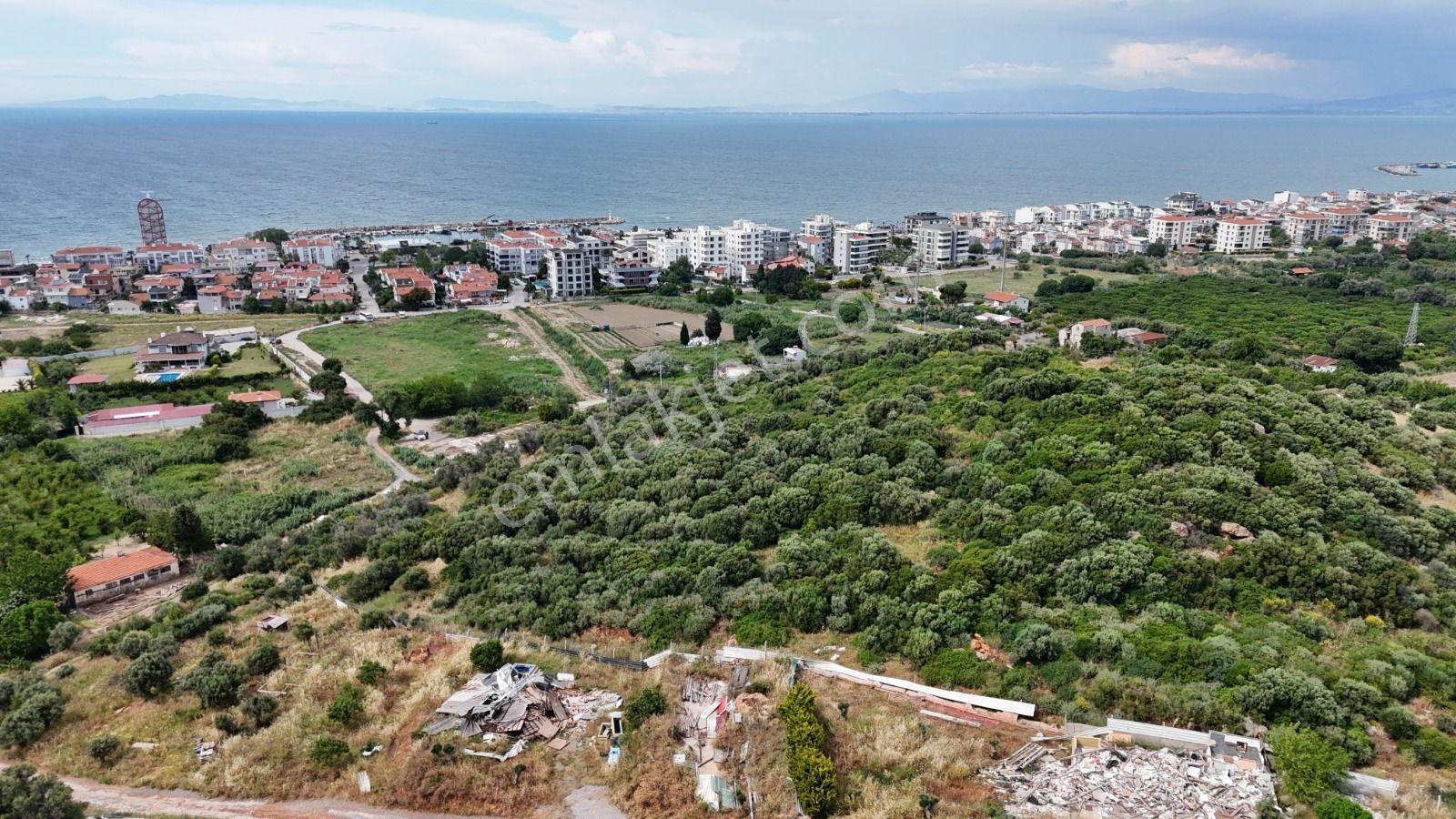 Güzelbahçe Siteler'de 3.386 M² Deniz Yakını Zeytinlik - Görsel 4