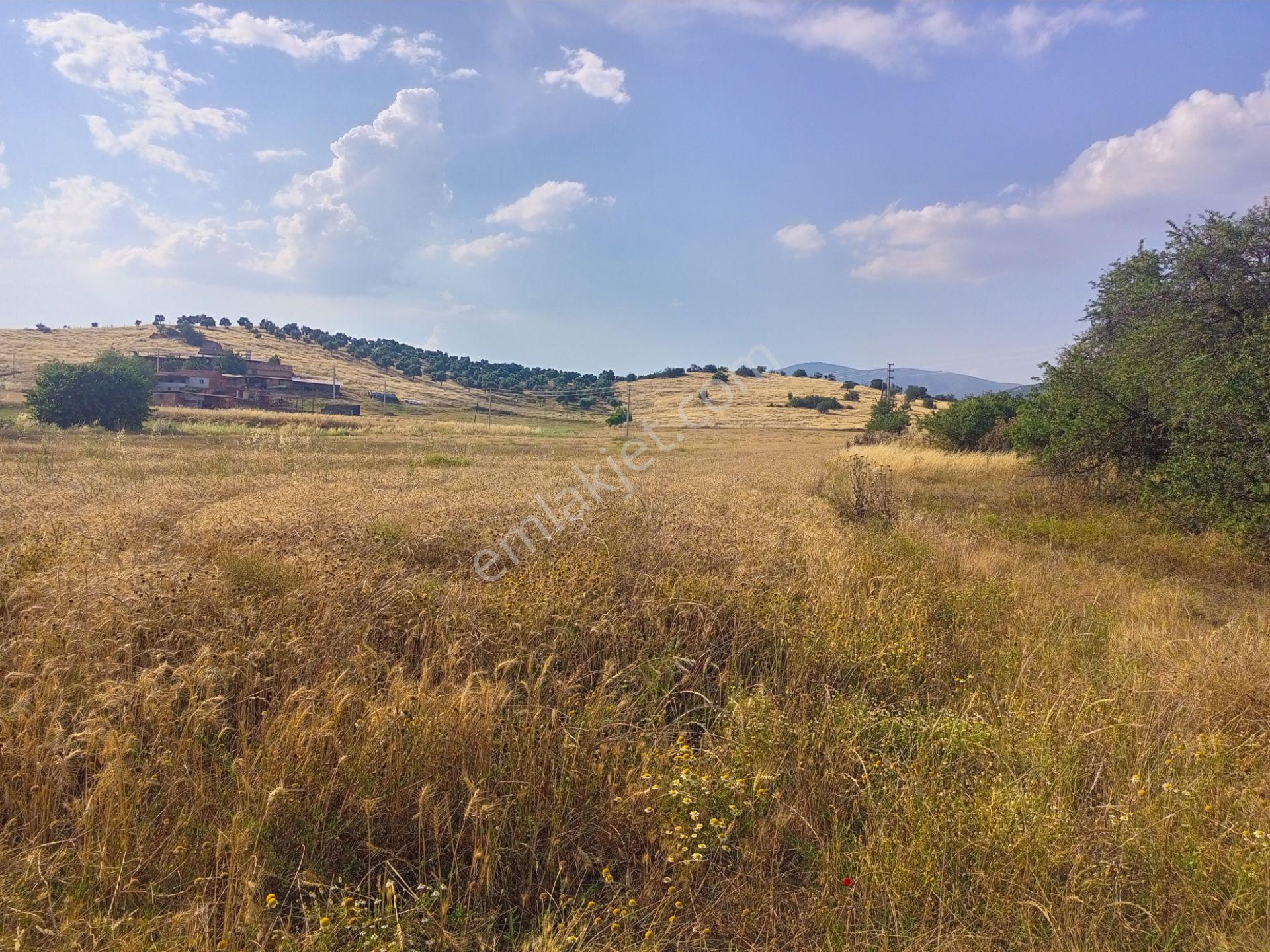 Tire Derebaşı Asfalt Yol Cepheli Köy Merkezine Yakın Tek Tapu 17.400m2 Arazimiz Satılıktır
