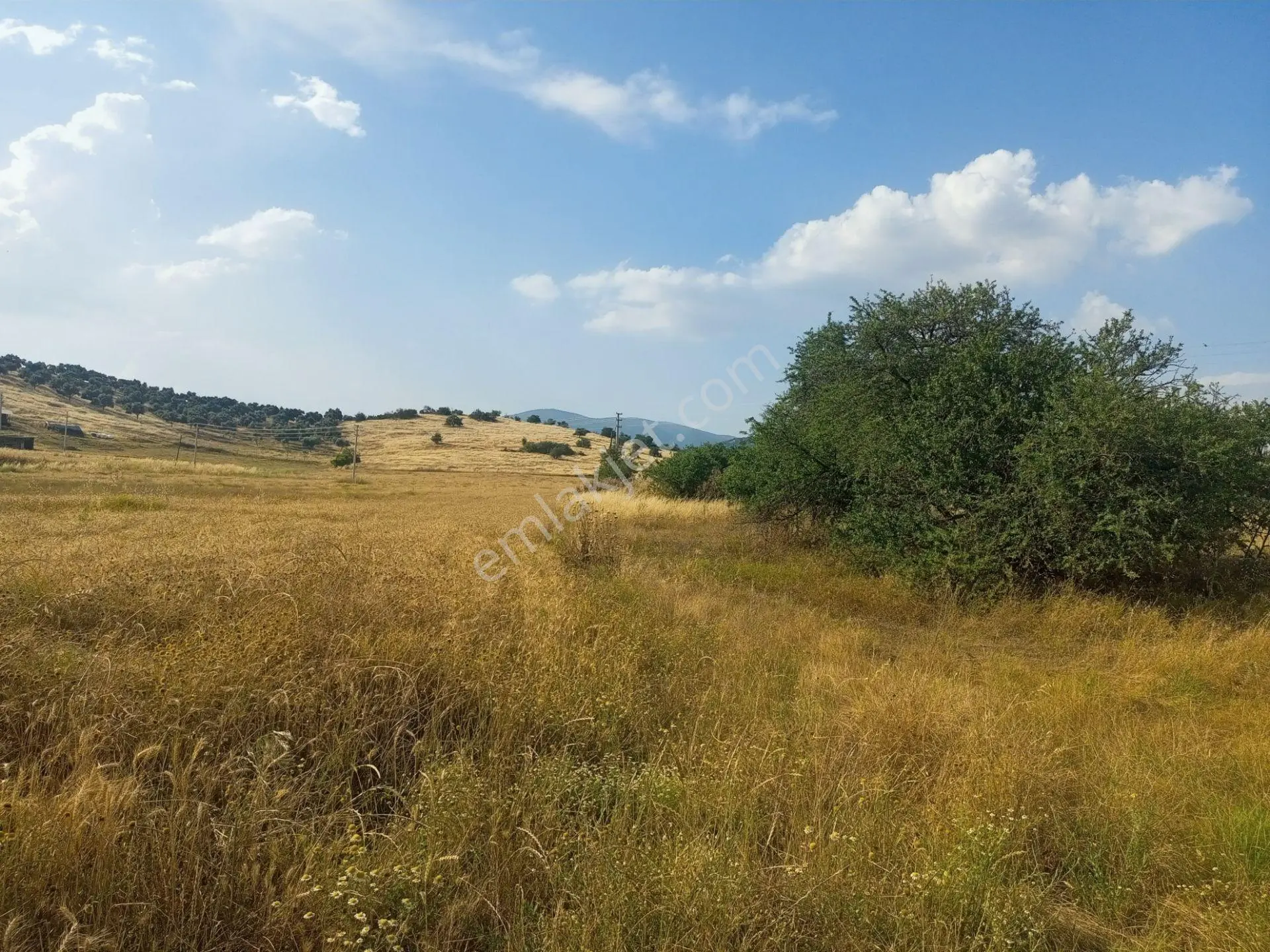 Tire Derebaşı Asfalt Yol Cepheli Köy Merkezine Yakın Tek Tapu 17.400m2 Arazimiz Satılıktır - Görsel 5