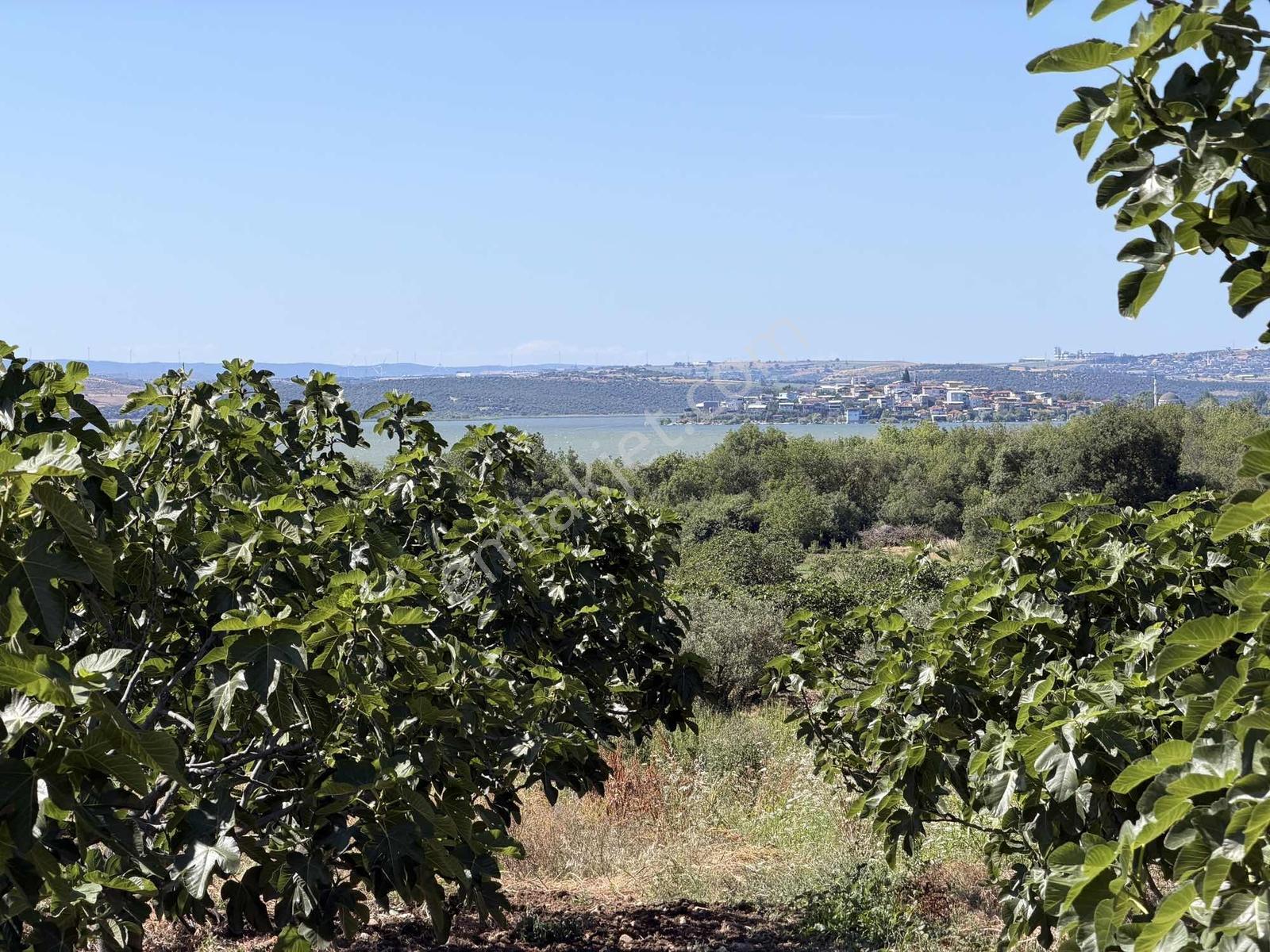 Fadıllı 1.100m² Göl Manzaralı Asfalta Cephe İncir Bahçesi - Görsel 10