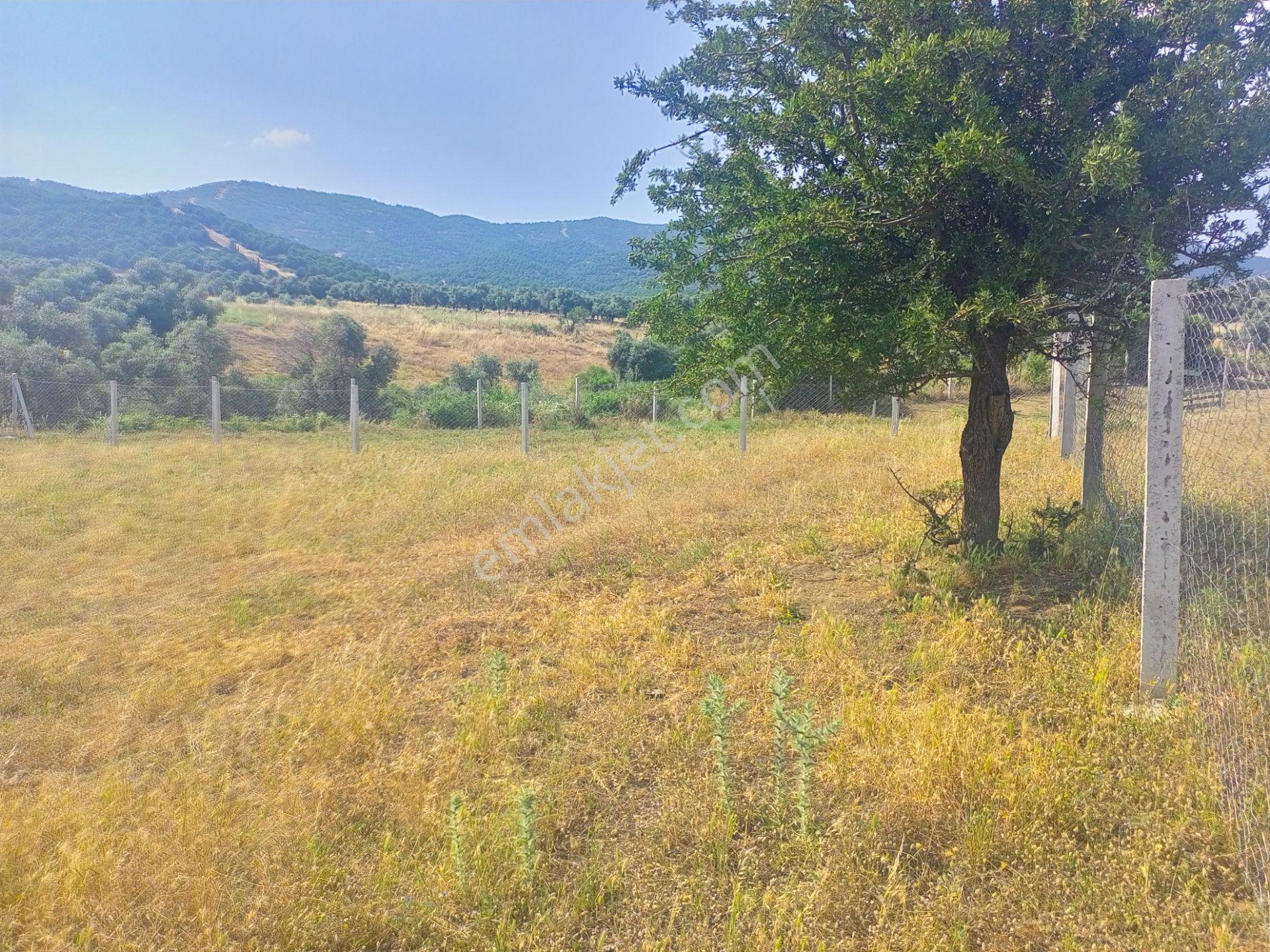 Tire Derebaşı Asfalt Yol Cepheli Köy Merkezine Yakın 926m2 Arazimiz Satılıktır - Görsel 17