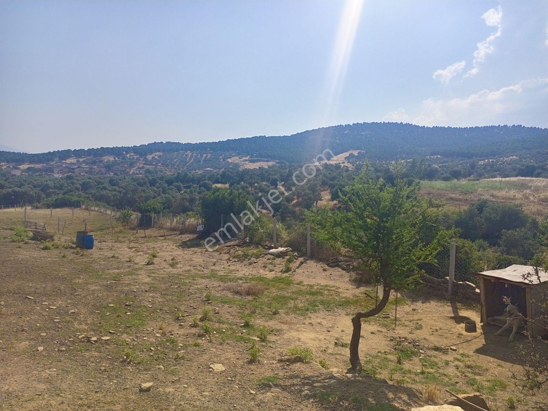Tire Derebaşı Asfalt Yol Cepheli Köy Merkezine Yakın 926m2 Arazimiz Satılıktır - Görsel 4