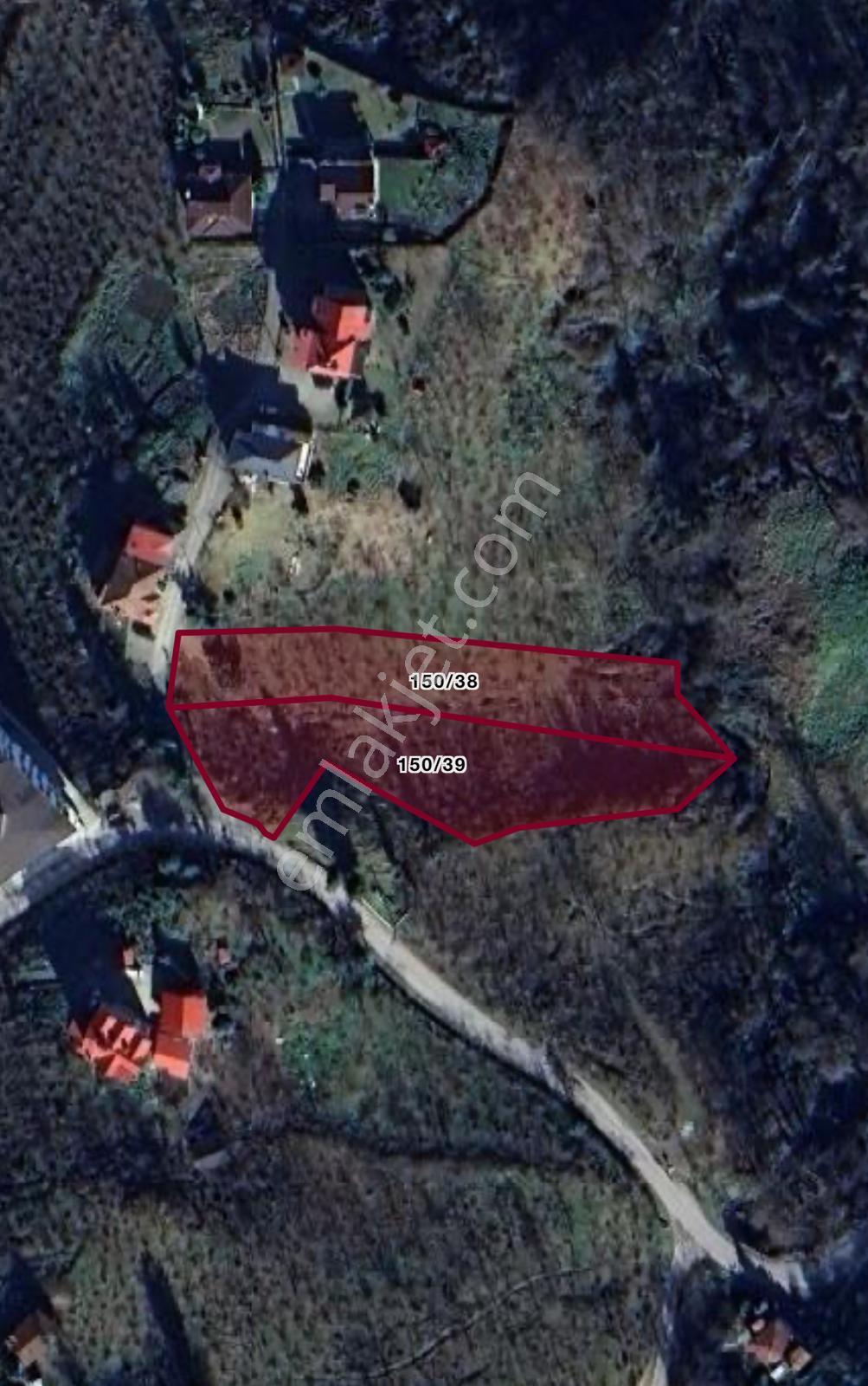 Kisarna Bengisu Satılık 2.100m2 Yatırımlık Fındık Bahçesi