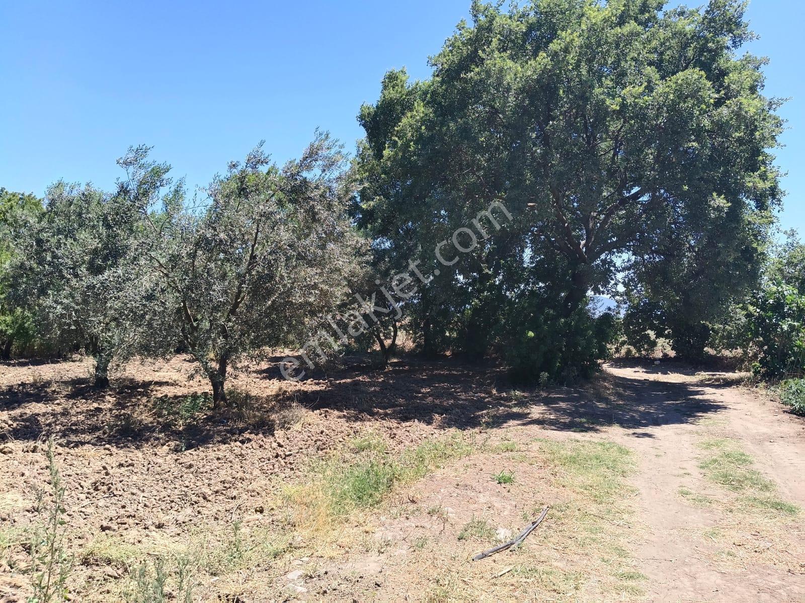 Göçbeyli'de Yola Cepheli 1200 M2 Hobi Bahçesi - Görsel 13