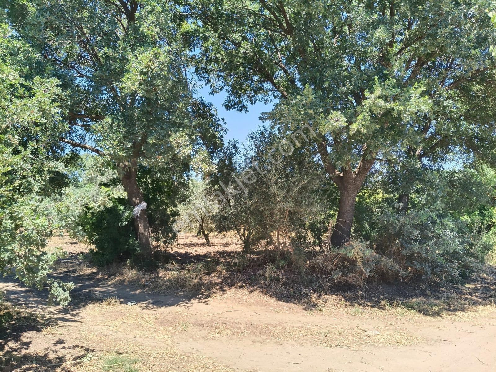 Göçbeyli'de Yola Cepheli 1200 M2 Hobi Bahçesi - Görsel 17